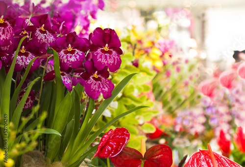 Fototapeta Naklejka Na Ścianę i Meble -  Orchid- and Anthuriumflowers