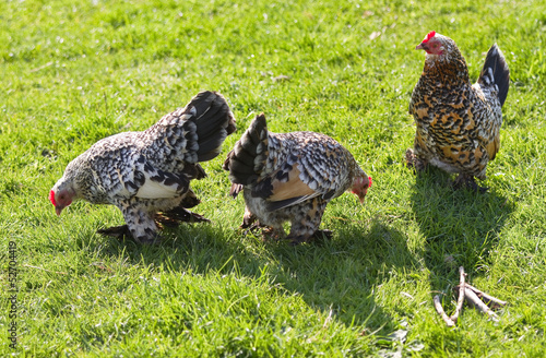 Three decorative feathered chicken in spring photo