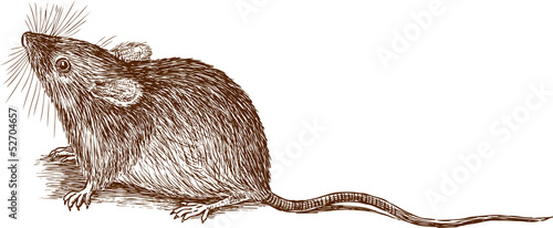 mouse