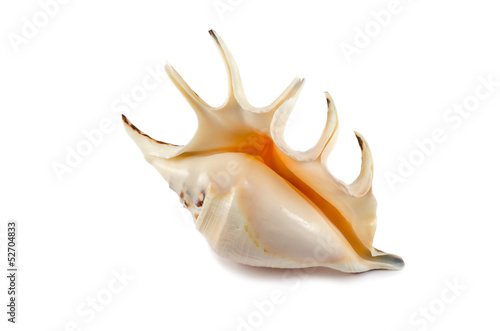 Shell Lambis isolated