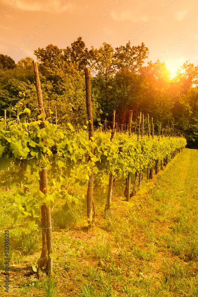 Vineyard at sunset