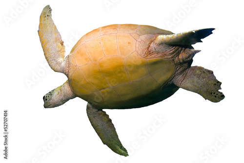 Green sea turtle swimming isolated on white background