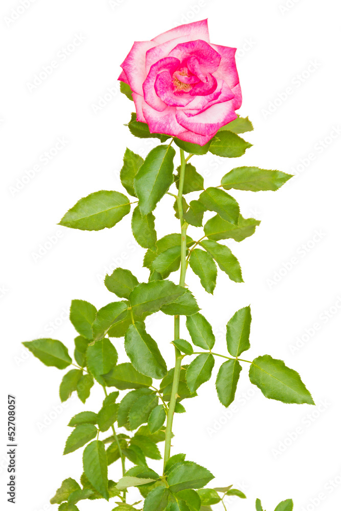 Obraz premium blooming rose isolated on white