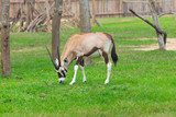 Thomson Gazelle on the grass field