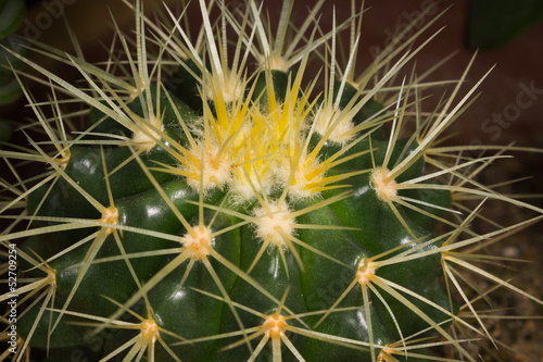 Verdant cacti