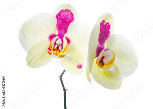 Yellow orchid with purple spots, isolated