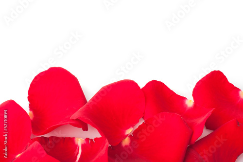 scattered red roses petals on white  festive background