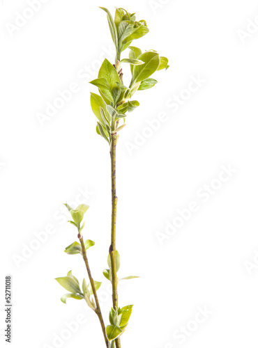 Branch of young leaves