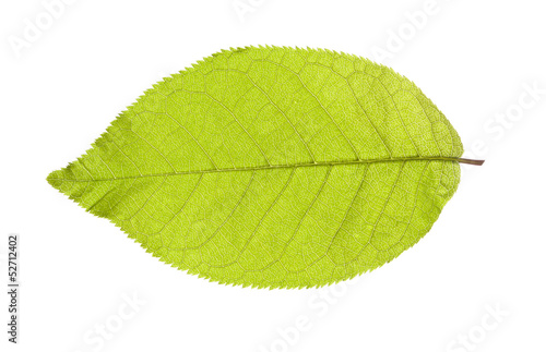 green leaf on a white