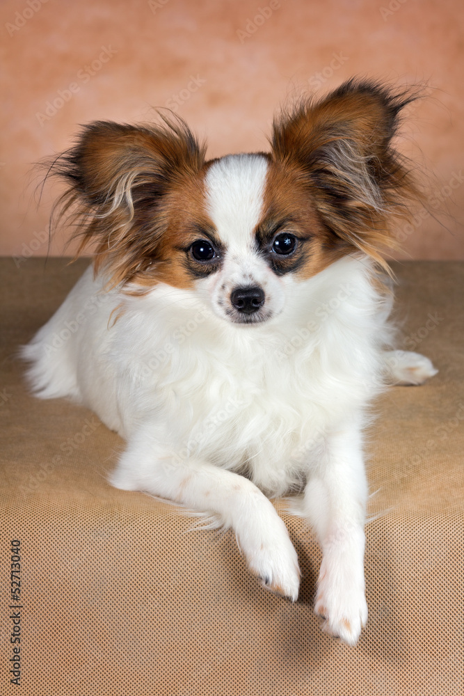 Young dog of breed papillon