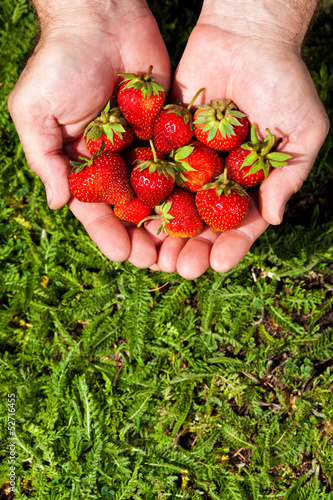 fresh picked strawberries in hand