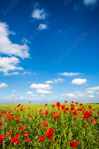 Field of Corn Poppy Flowers © zorandim75