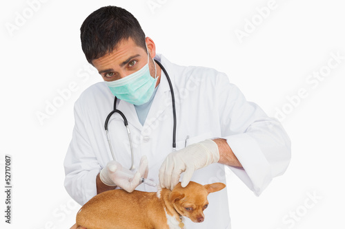Fototapeta Naklejka Na Ścianę i Meble -  Vet in protective mask vaccingating chihuahua and looking at cam