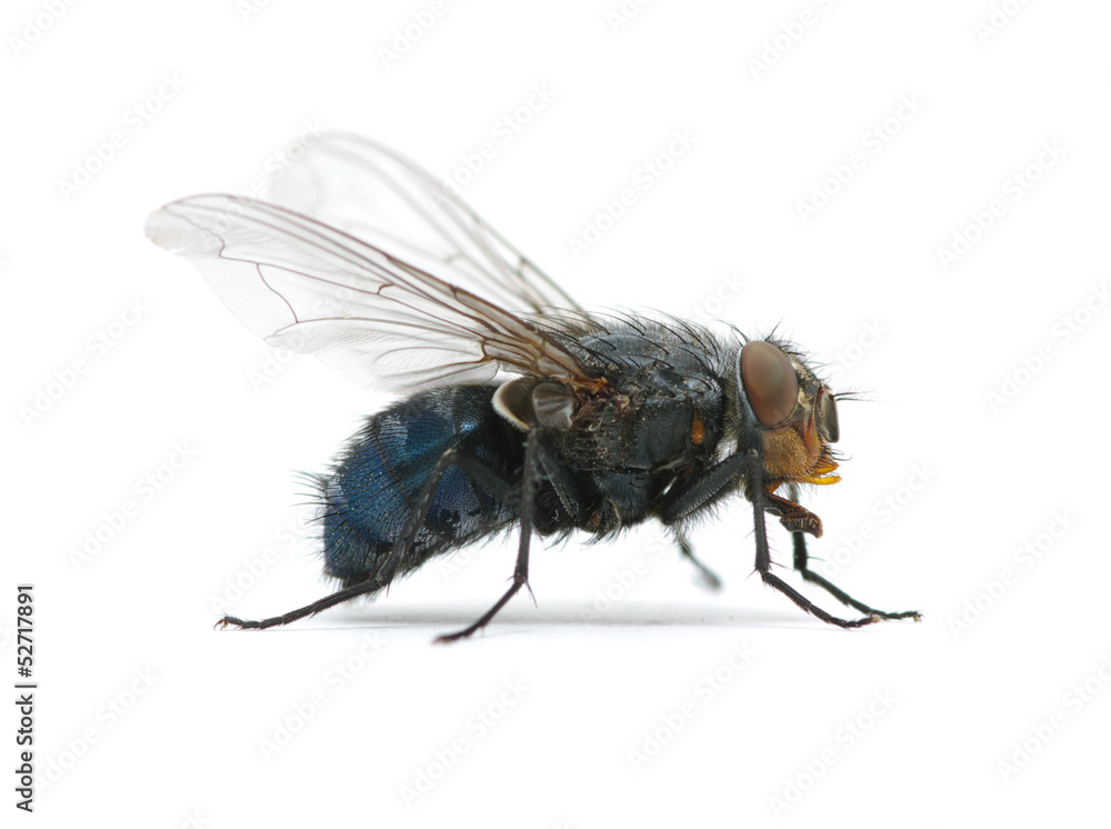 macro of fly macro of fly