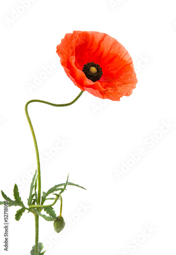 Fototapeta Naklejka Na Ścianę i Meble -  poppy isolated