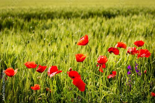 Fototapeta Naklejka Na Ścianę i Meble -  Field of Corn Poppy Flowers