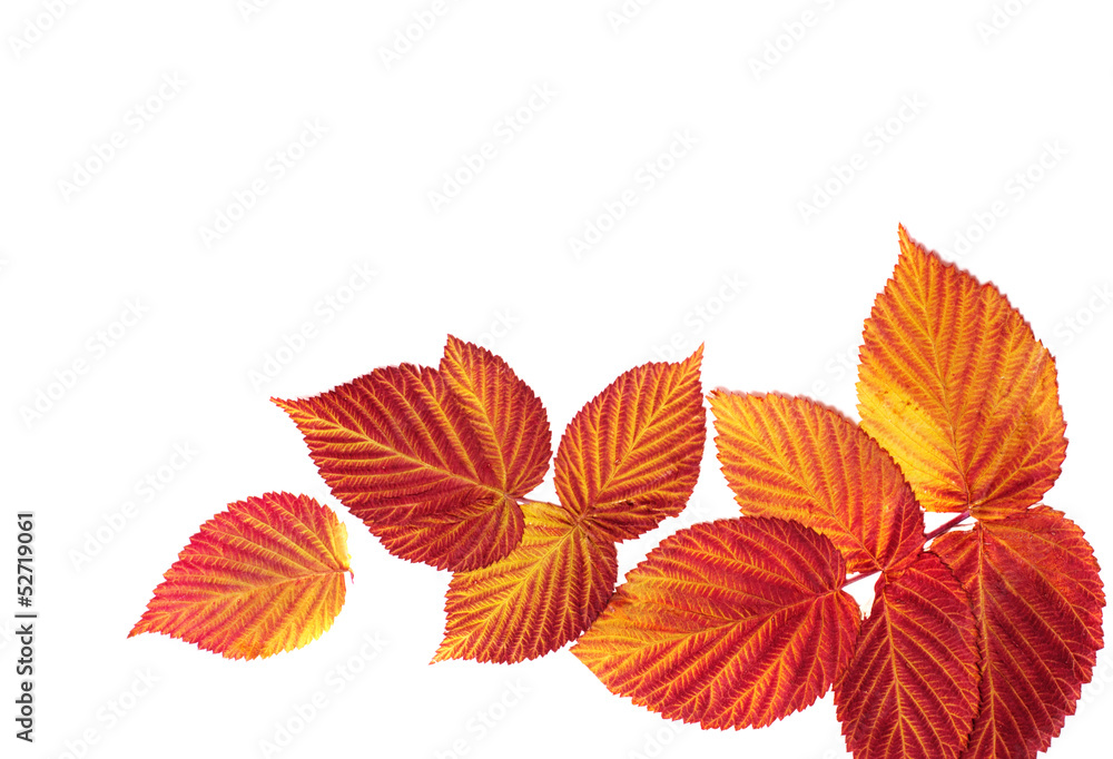autumn leaves isolated on white autumn leaves isolated on white