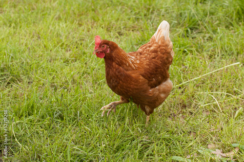 Hen outside in the meadow at springtime
