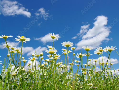 Fototapeta Naklejka Na Ścianę i Meble -  white daisies