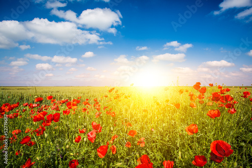 Field of Corn Poppy Flowers