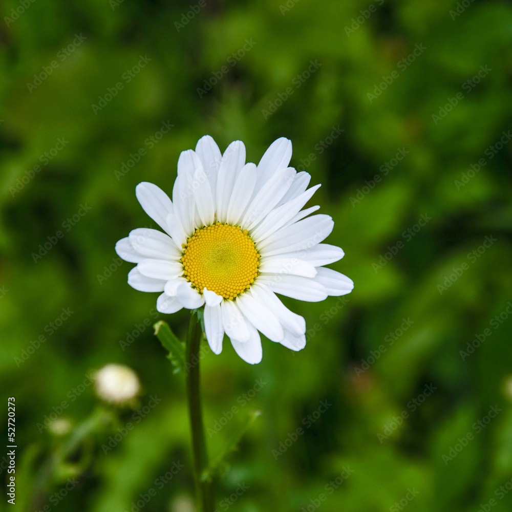 Fototapeta premium Marguerite commune (Leucanthemum)