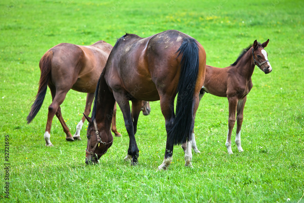 Pferde-Mutter mit Fohlen auf der Weide