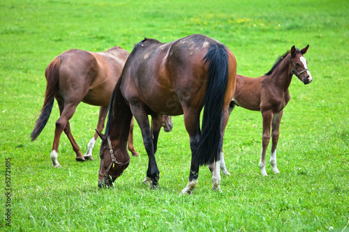 Pferde-Mutter mit Fohlen auf der Weide © Christian Müller