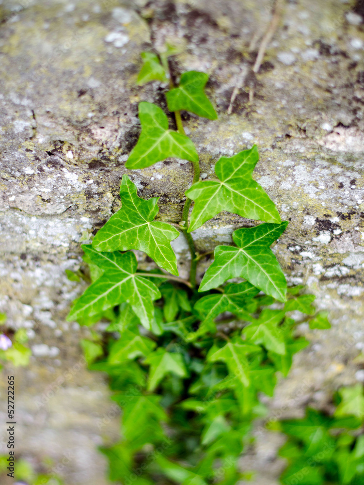 Lierre grimpant sur un mur Lierre grimpant sur un mur