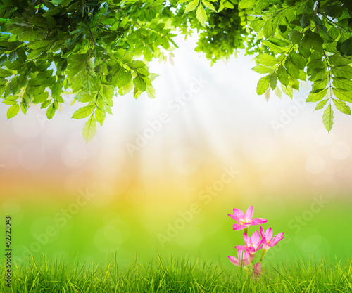 Pink flower on Fresh spring green grass with green leaf   Summer