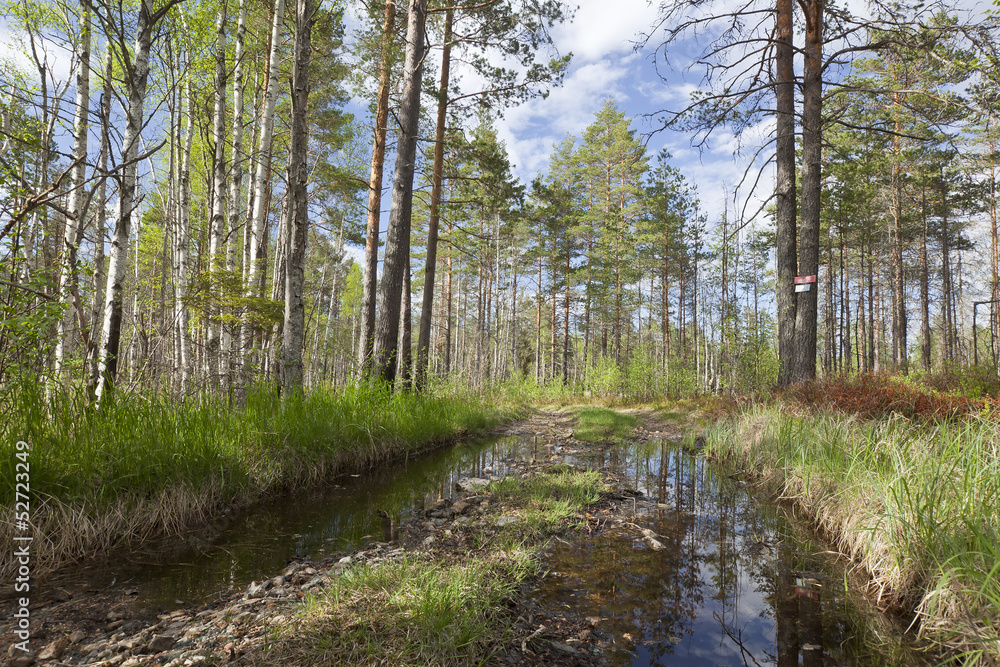 Wet forest road, Spring scene, Pajso, Dalarna, Sweden Wet forest road, Spring scene, Pajso, Dalarna, Sweden