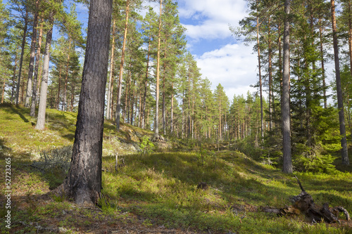 Forest scene, finnmaken, dalarna, Sweden