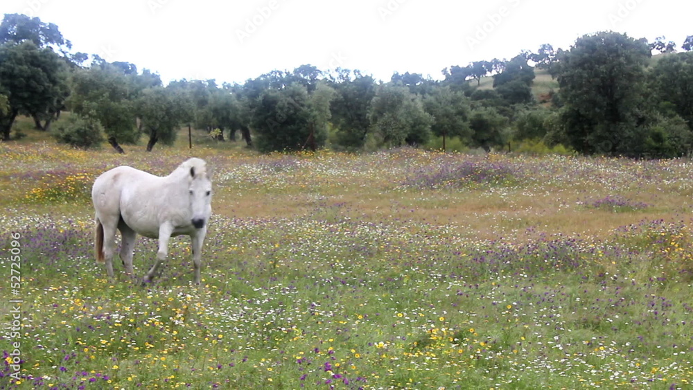 Caballo blanco en un campo lleno de flores Caballo blanco en un campo lleno de flores