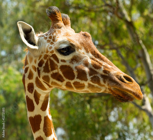 close up of giraffe head © Nitr
