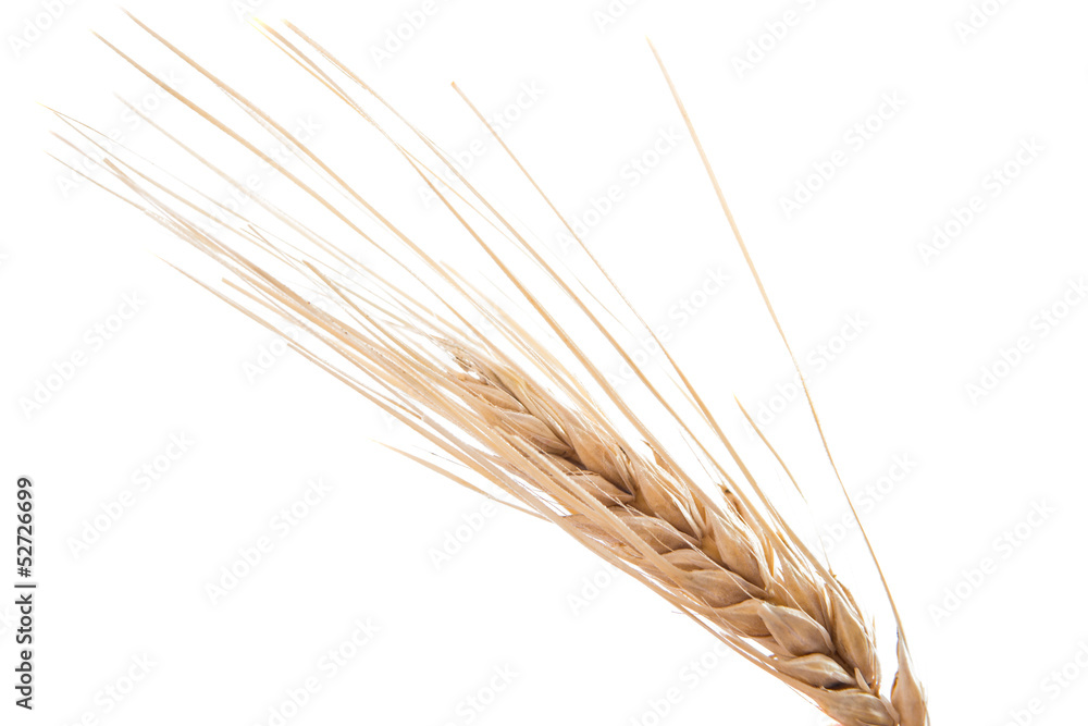 Dried Ear of Cereal Dried Ear of Cereal