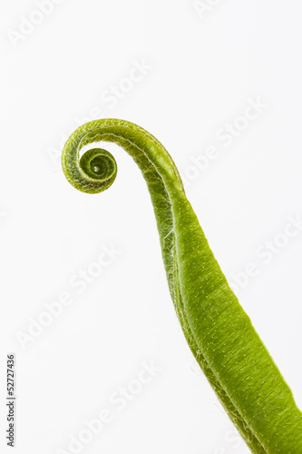 Hart's tongue fern (Asplenium scolopendrium)