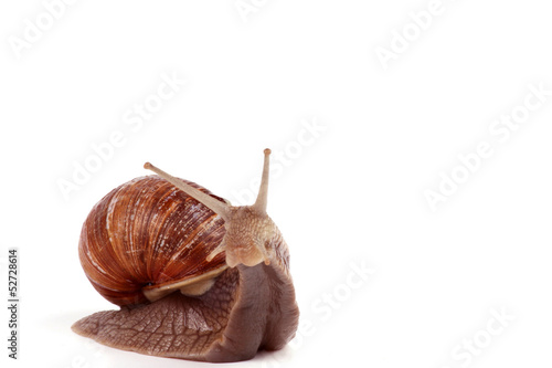Weinbergschnecke