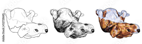 Funny pose of beagle