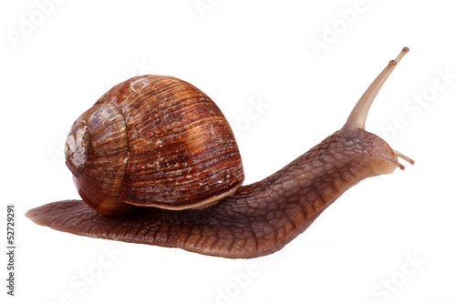 Weinbergschnecke