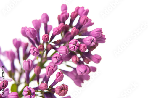 The beautiful lilac