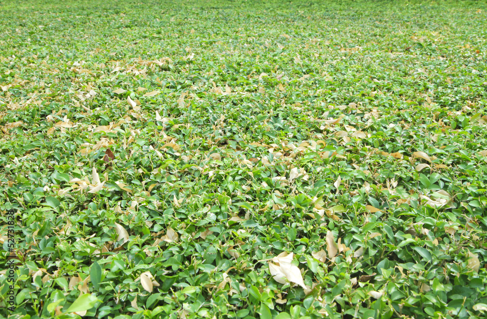 Obraz premium Tiny green leaves background