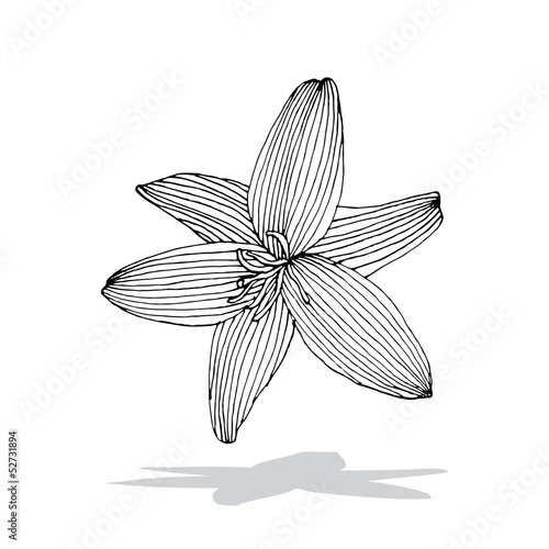 Fototapeta Naklejka Na Ścianę i Meble -  Lily background