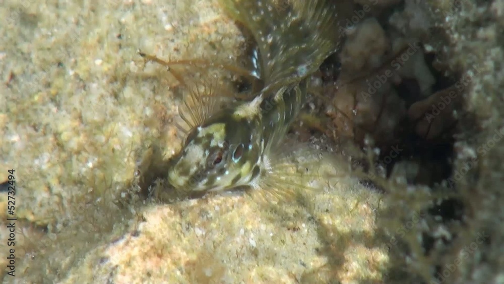 Fish underwater Fish underwater