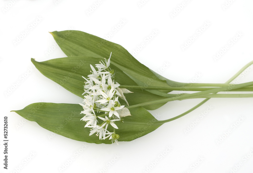 Fototapeta premium Baerlauch, Allium ursinum,