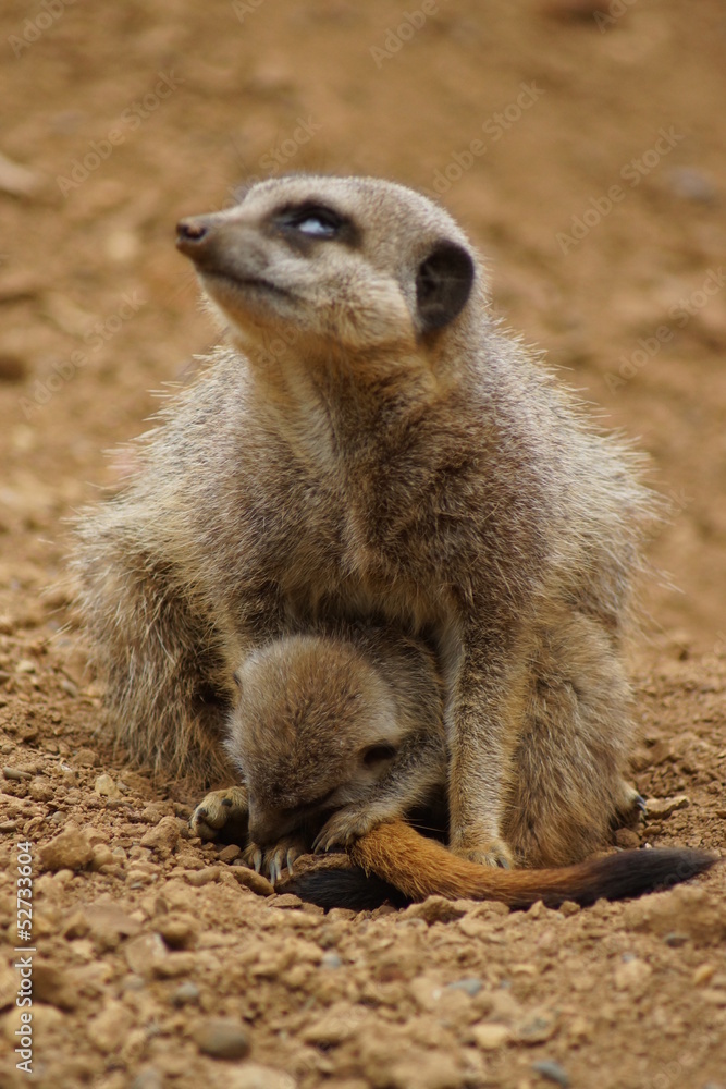 Meerkat - Suricata suricatta Meerkat - Suricata suricatta
