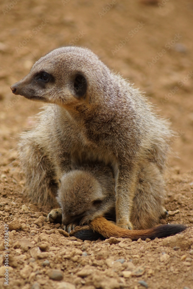 Meerkat - Suricata suricatta Meerkat - Suricata suricatta