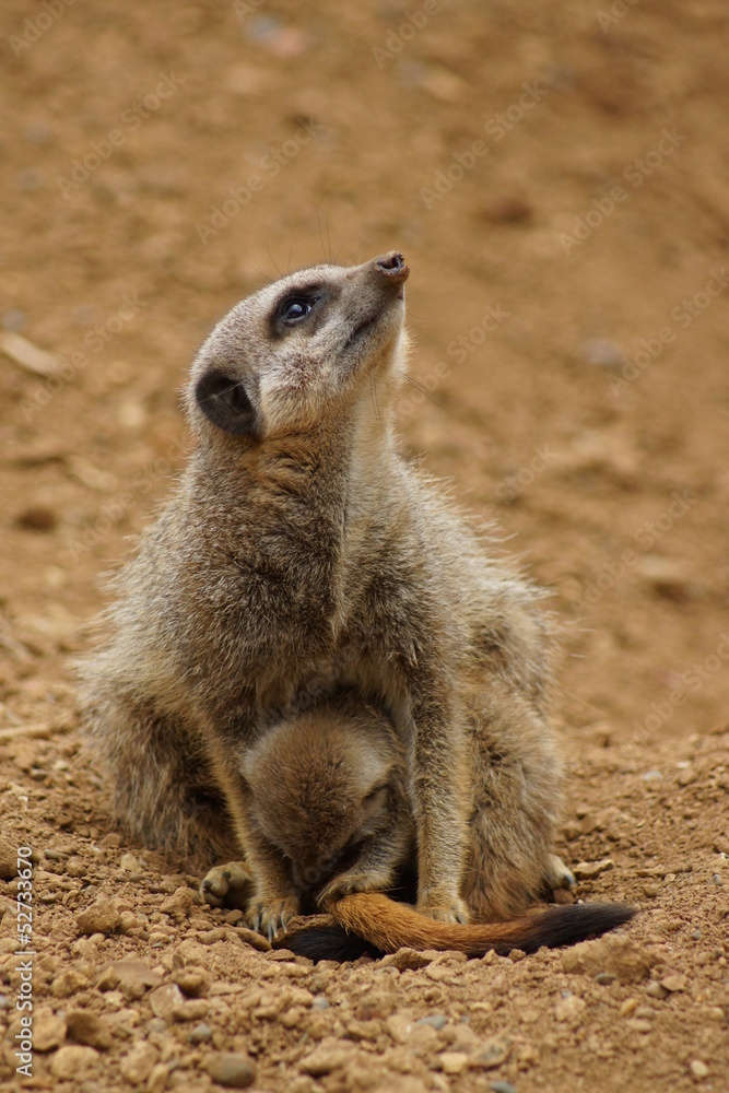 Fototapeta premium Meerkat - Suricata suricatta
