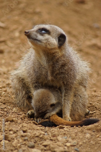 Meerkat - Suricata suricatta