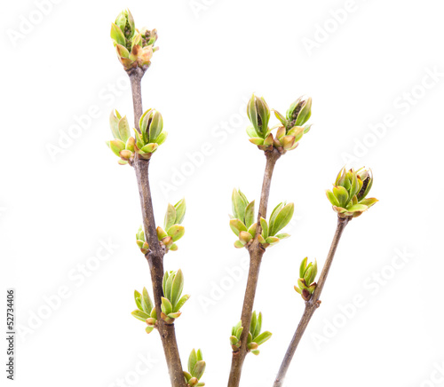 Branch of young leaves