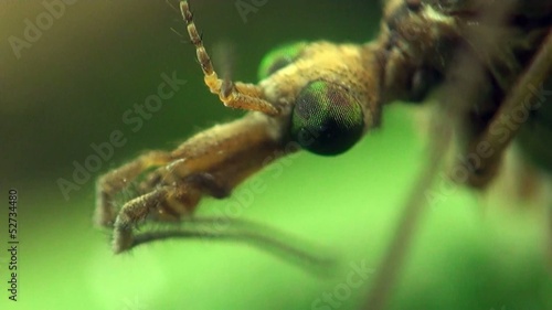 Crane fly macro photo