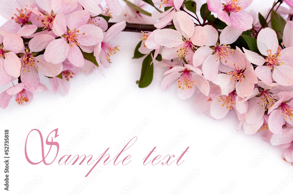 Obraz premium spring cherry blossom